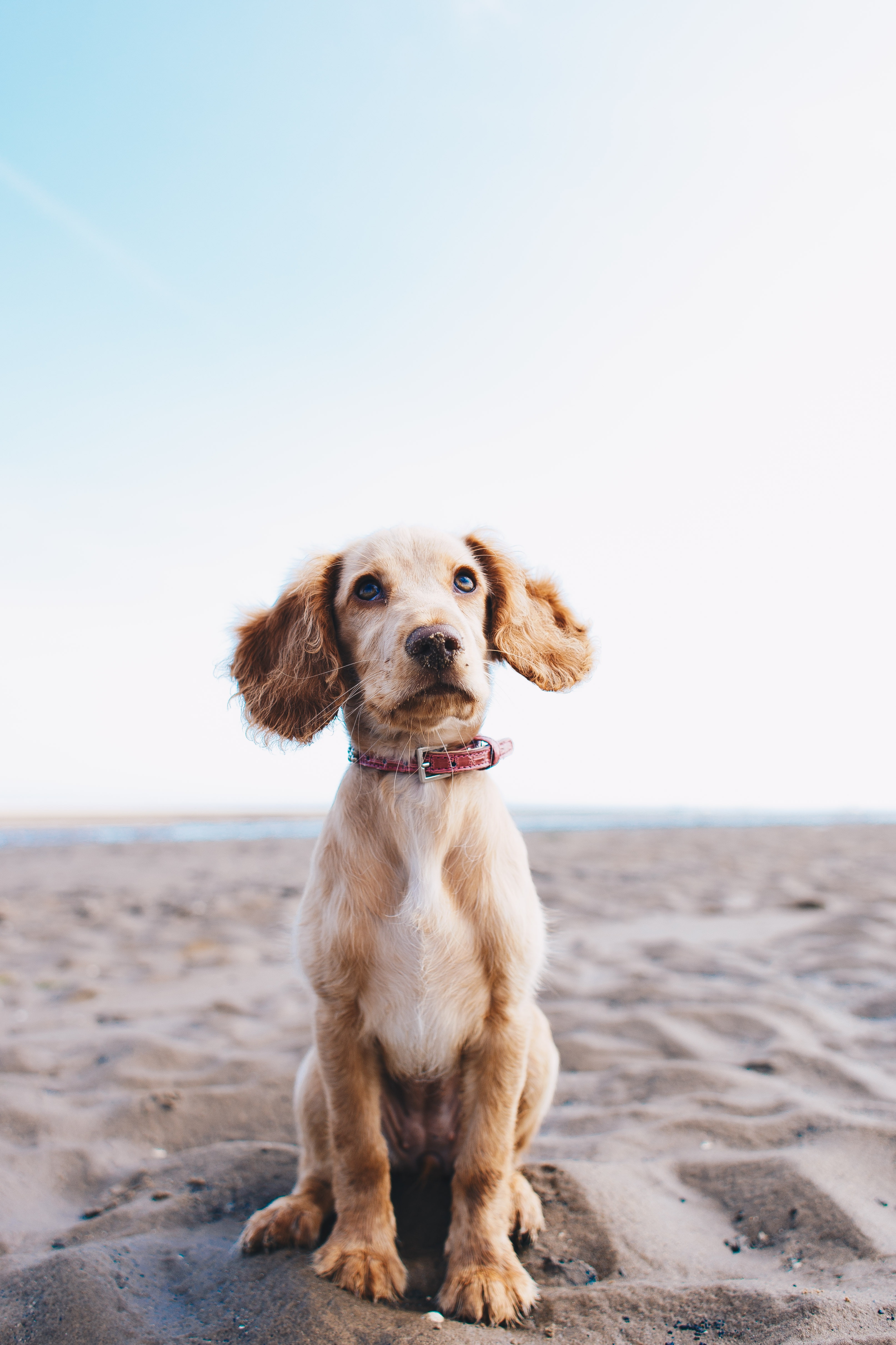 Dog Photography: Secrets About This Kind of Pet Photography